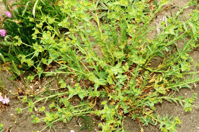 Euphorbia terracina / Euforbia di Terracina